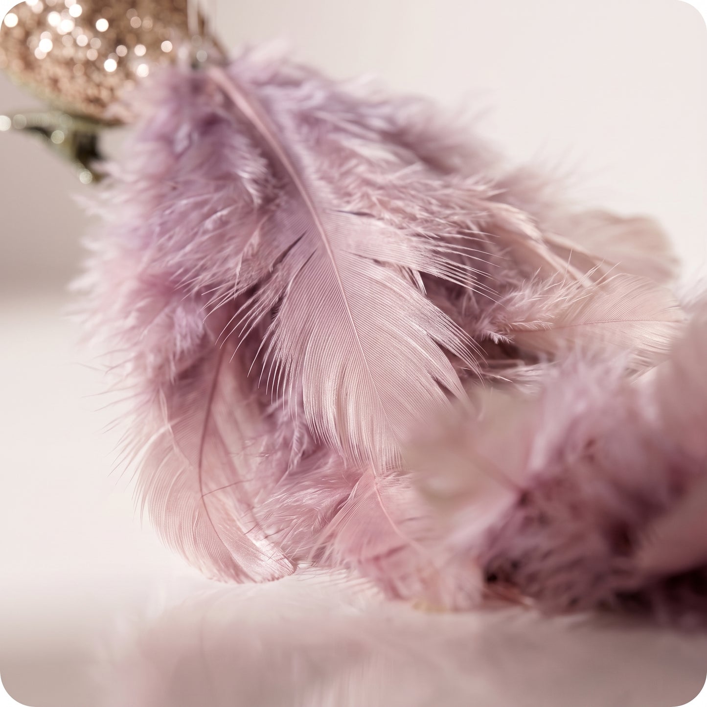 Pájaro Champán de pluma lavanda