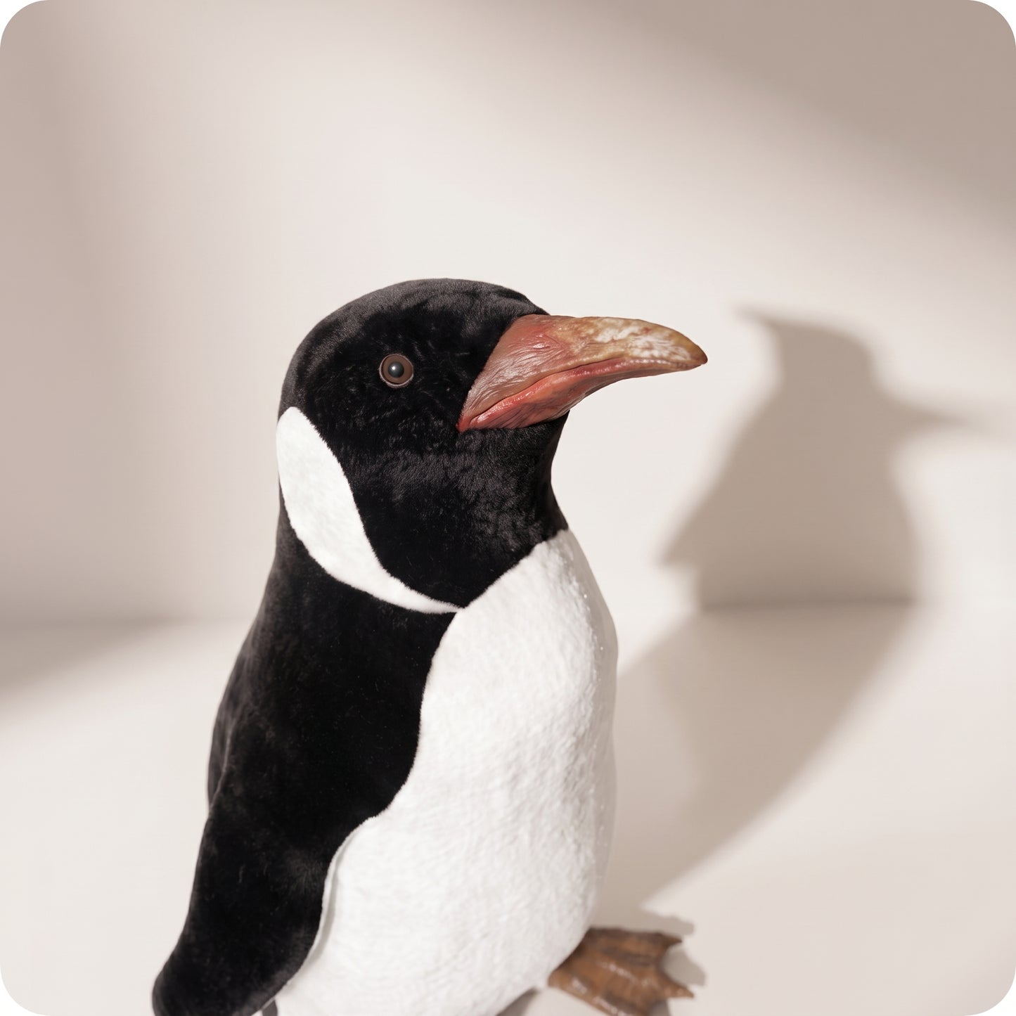 Pingüino Pequeño mirando arriba