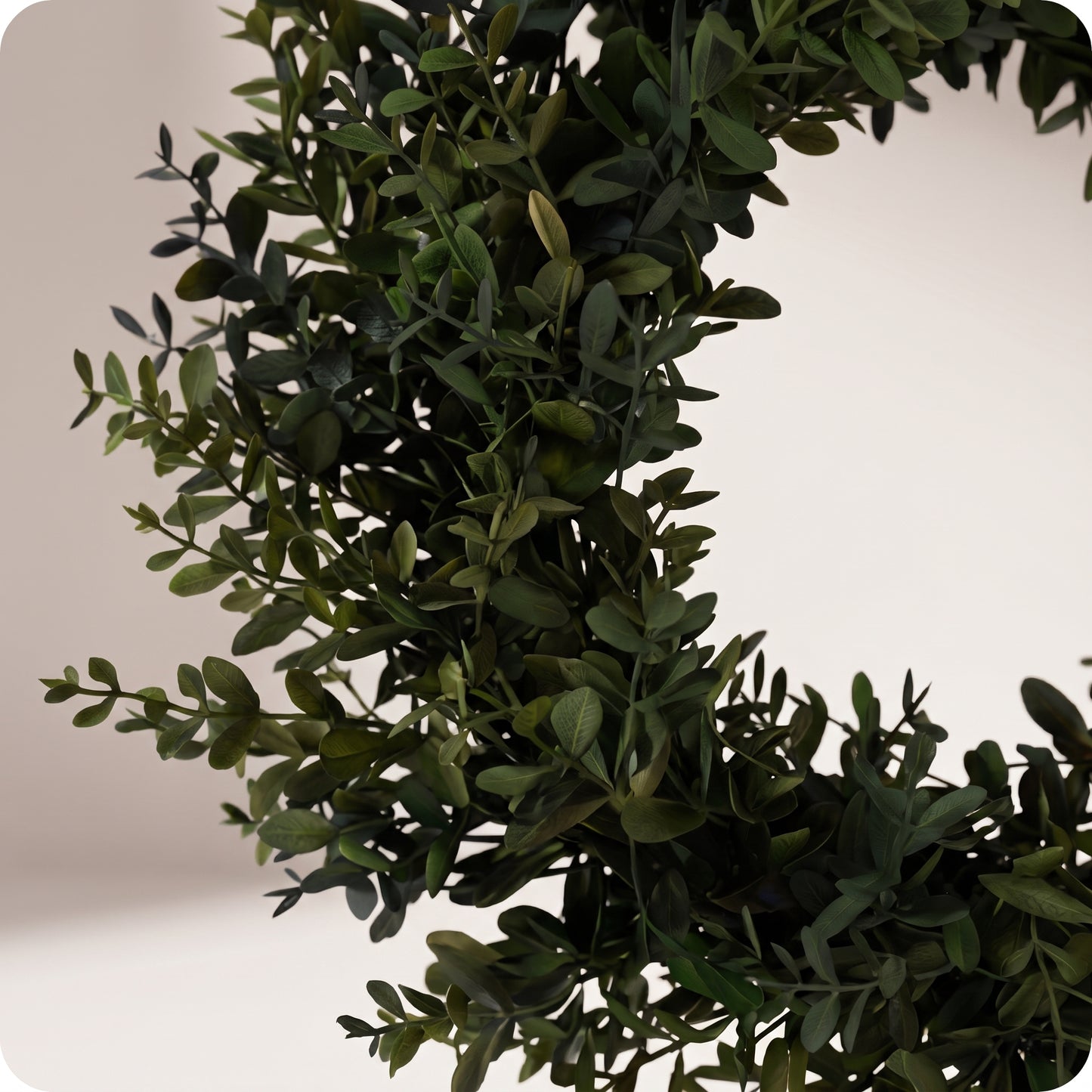 Corona boxwood wreath