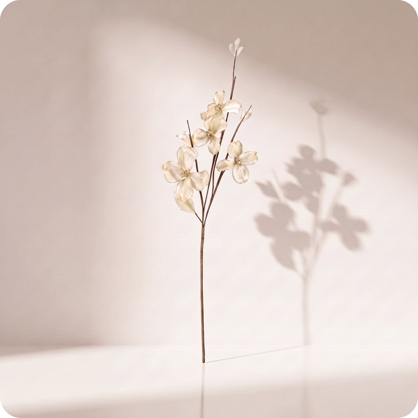 Vara velvet dogwood