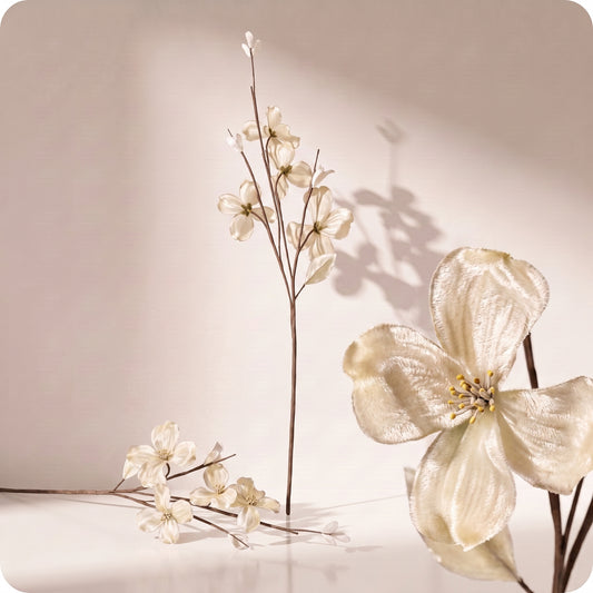 Vara velvet dogwood