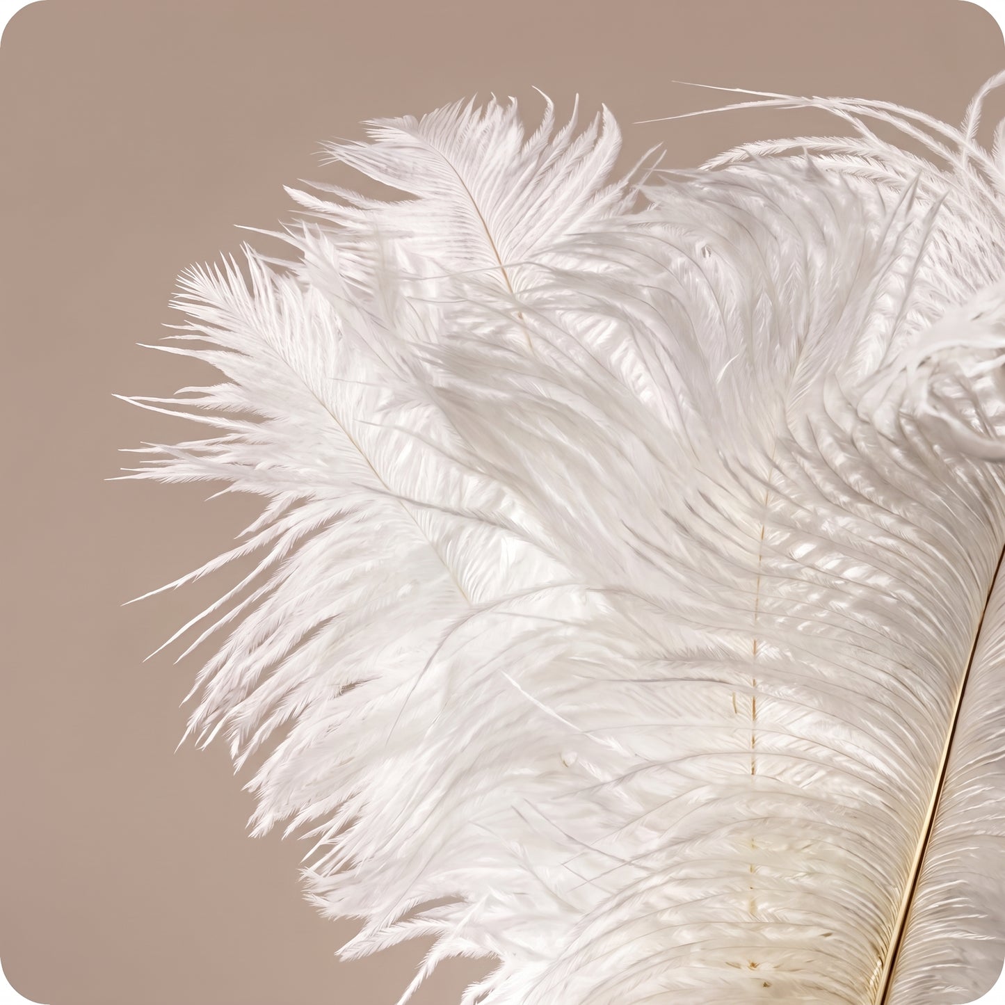Vara de plumas blancas