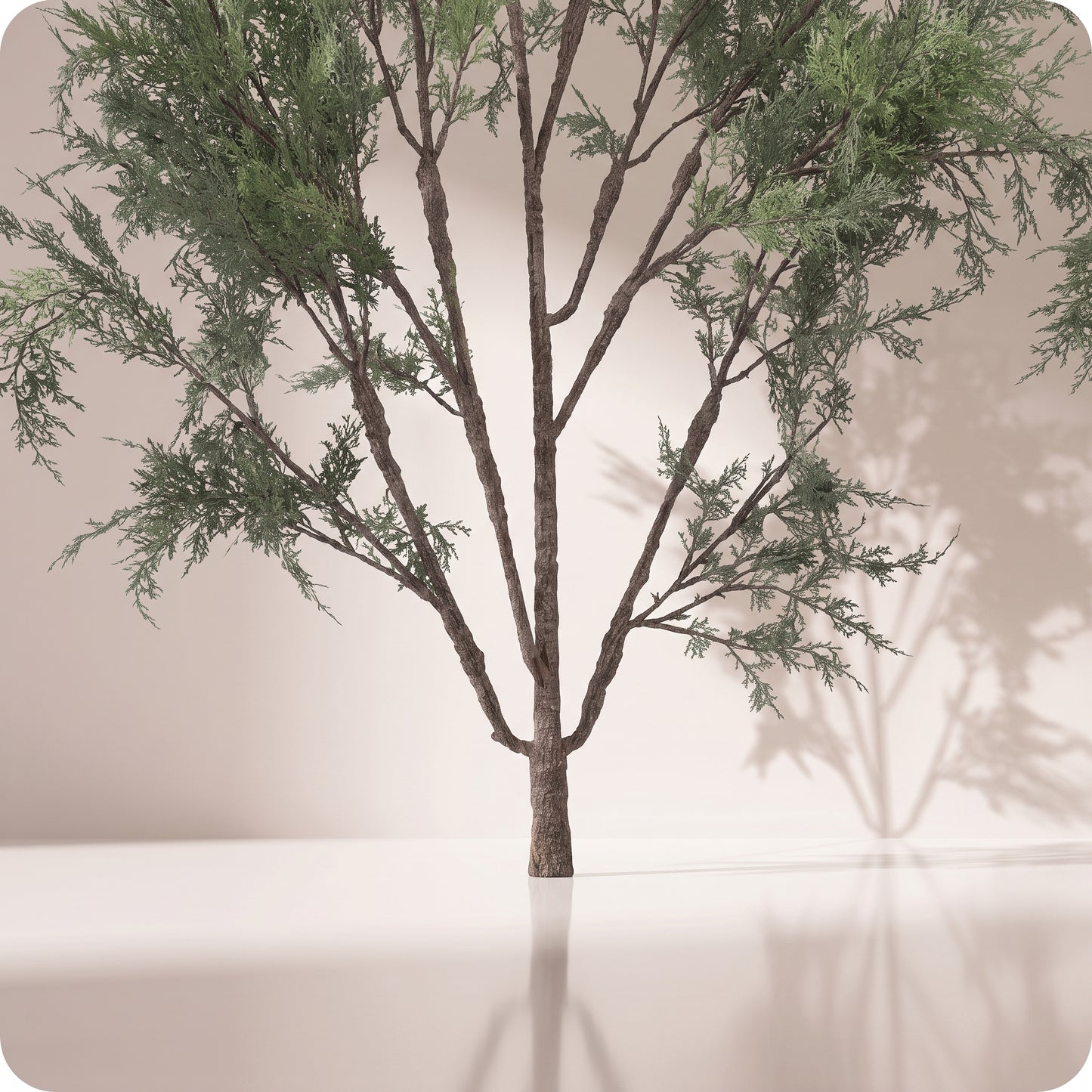 Rama tipo natural cedar