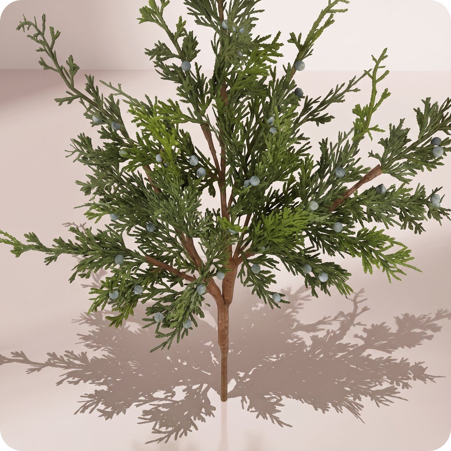 Rama juniper con berry spray